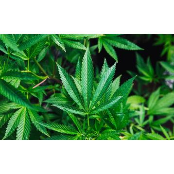 A CBD mellékhatása
