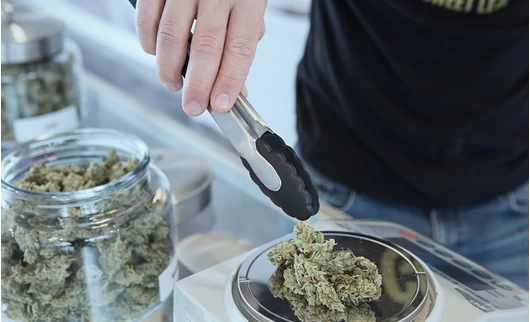 Orvosi Kannabisz mint új Innovatív Gyógykezelés