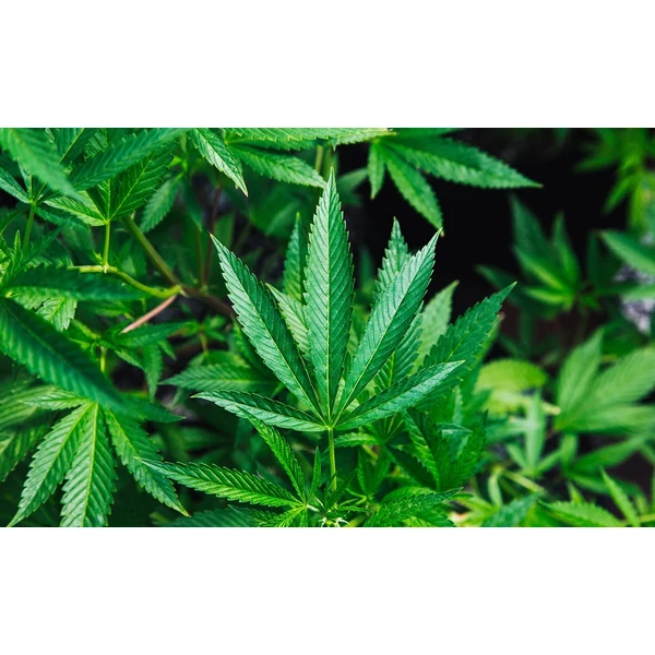 CBD olaj mellékhatásai - Amiről senki sem beszél!
