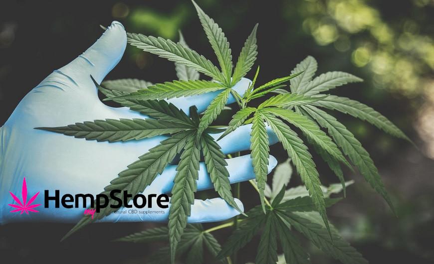A THC, THCA és THCV különbségéről érhetően