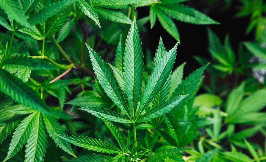 A CBD mellékhatása